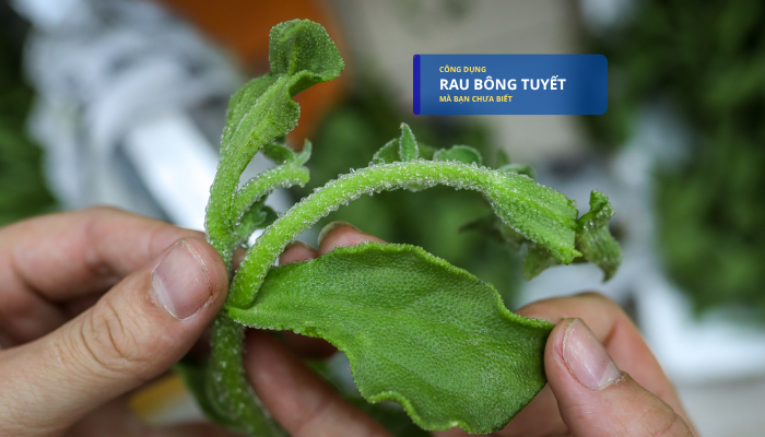 Rau bông tuyết, công dụng ít người biết!