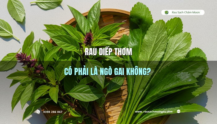 rau-diep-thom-co-phai-la-ngo-gai-khong