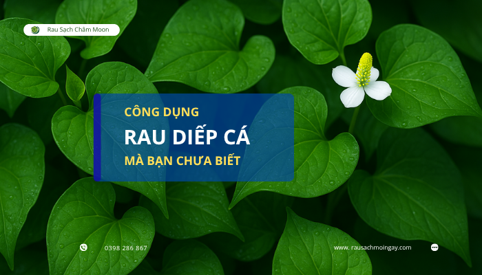 uong-rau-diep-ca-moi-ngay